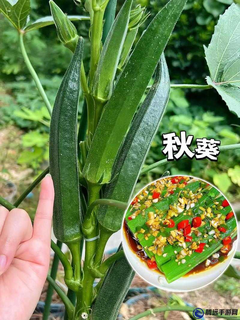 秋葵適合未滿十八歲的人吃嗎女生：食用禁忌探討