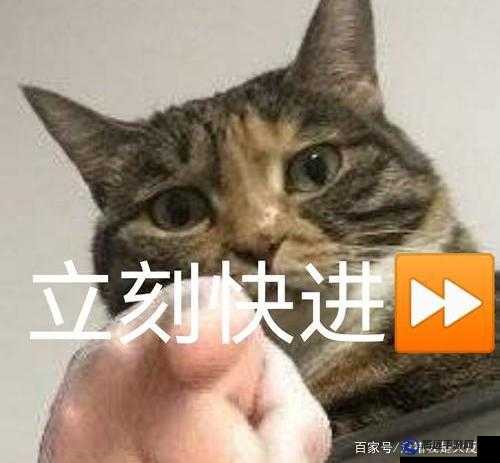 夜之舞動XX梗介紹